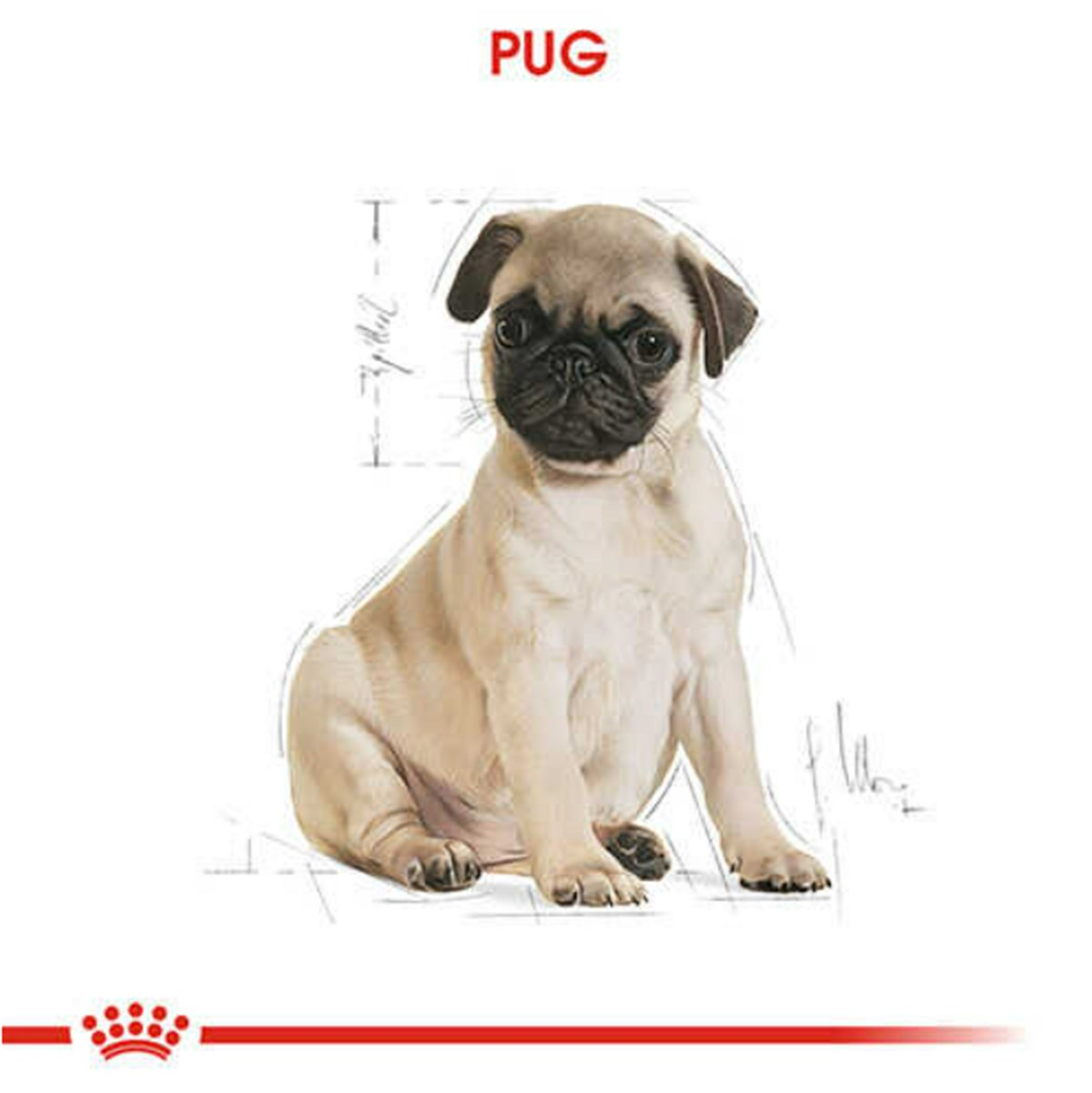 Royal Canin Pug Yetişkin Kuru Köpek Maması 1,5 Kg
