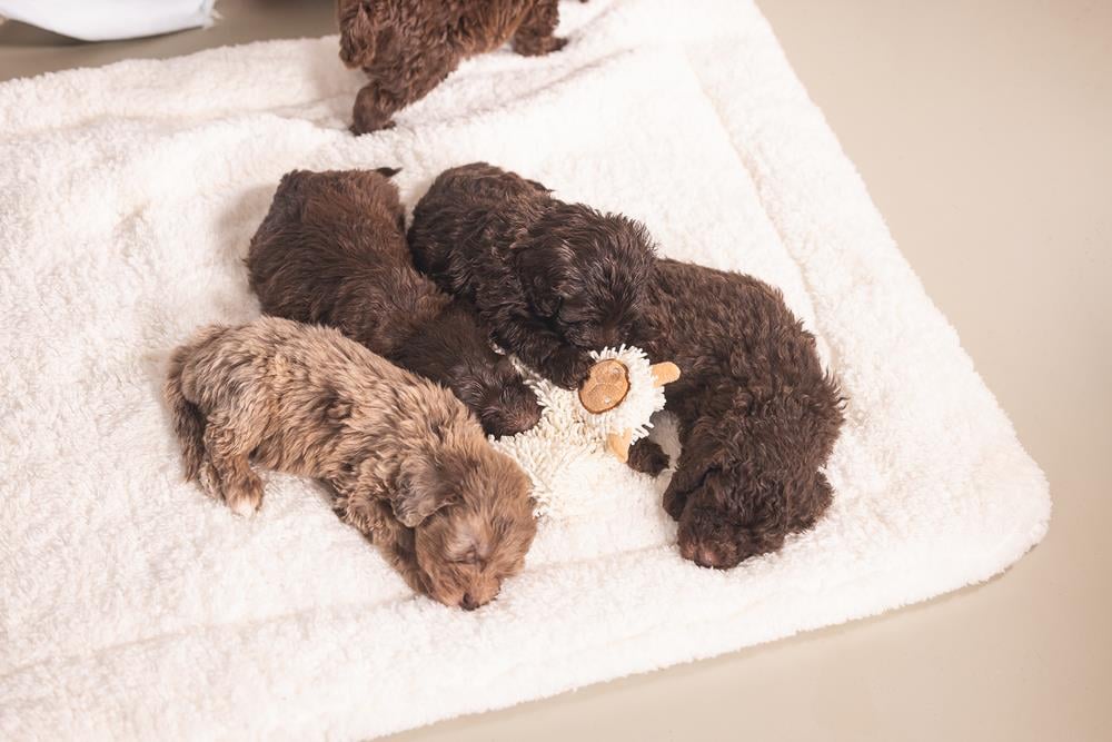Beeztees Yavru Köpek Oyuncağı, Peluş, Beyaz, 37x28x4cm