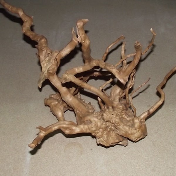 Çöl Kütüğü (Bağ)