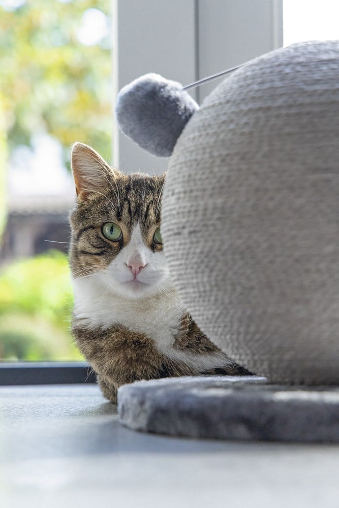 Karlıe Kedi Tırmalama Küresi Bolly Gri 30.5cm