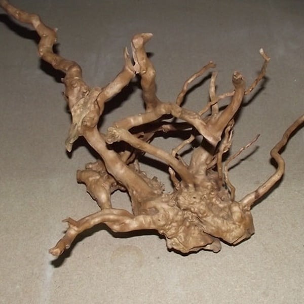 Çöl Kütüğü (Bağ)