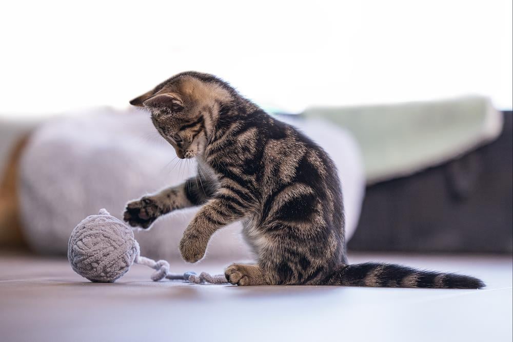 Beeztees Yavru Kedi Oyuncağı, Kuyruklu Yün Top, 6,5cm, 35cm kuyruk