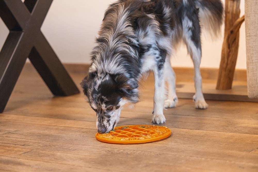 Beeztees Yavru Köpek Mama Yeme Oyuncağı, Daire Şeklinde, Silikon, Turuncu, 30cm