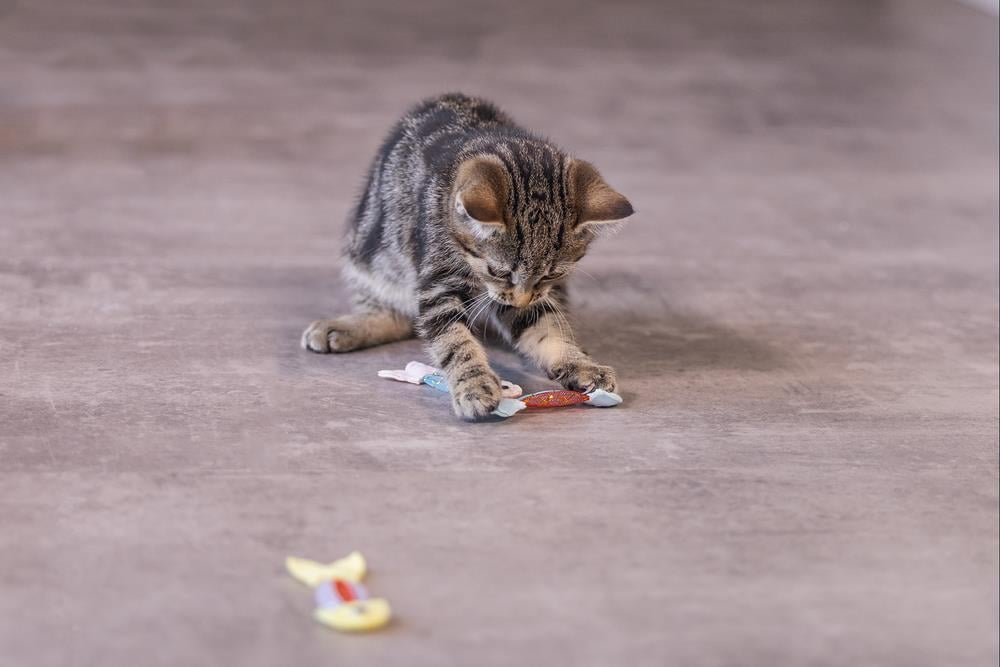 Beeztees Yavru Kedi Oyuncağı, Esnek Balık, 3 Adet, 3,5x8,5cm