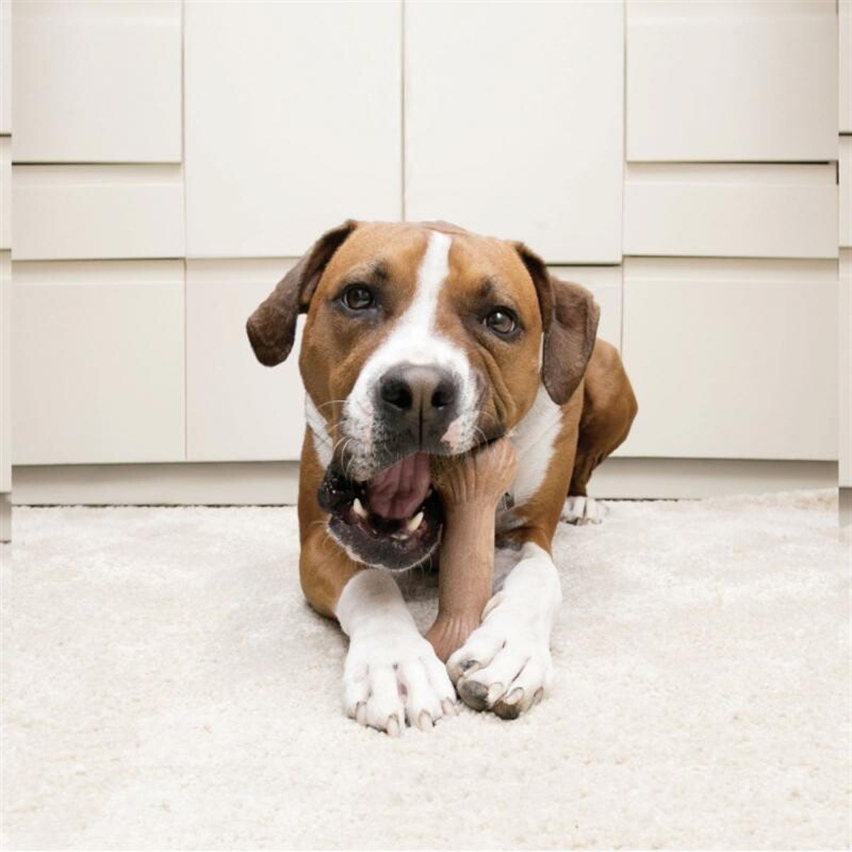 Kong ChewStix Köpek Kemik L