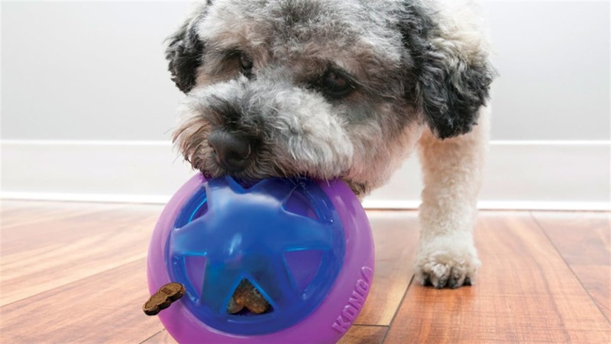 Kong Ödüllü Köpek Oyuncağı Hopz 10cm