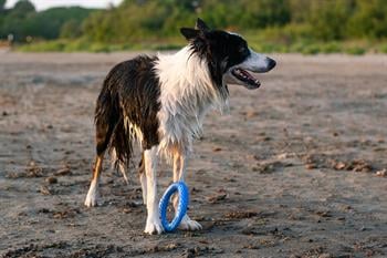 Kiwi Walker Dayanıklı Yüzen Köpek Oyuncağı Halka Maxi