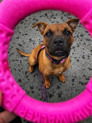 Kiwi Walker Dayanıklı Yüzen Köpek Oyuncağı Halka Maxi