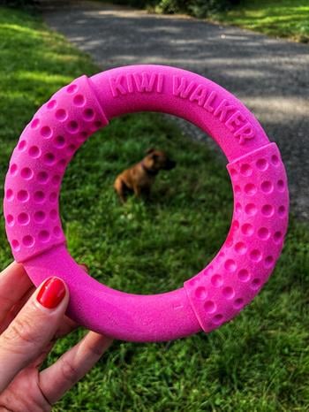 Kiwi Walker Dayanıklı Yüzen Köpek Oyuncağı Halka Maxi