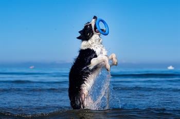 Kiwi Walker Dayanıklı Yüzen Köpek Oyuncağı Halka Maxi