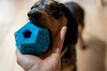 Kiwi Walker Dayanıklı Yüzen Köpek Oyuncağı Dodecaball Midi