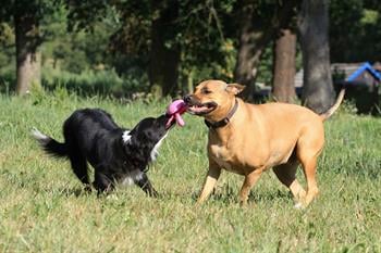 Kiwi Walker Parçalanmaz Yüzen Köpek Oyuncağı Ahtapot Maxi