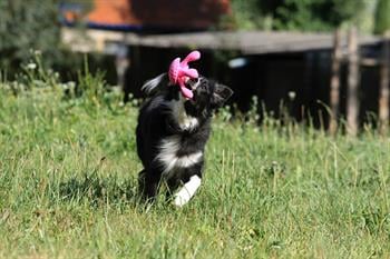 Kiwi Walker Parçalanmaz Yüzen Köpek Oyuncağı Ahtapot Mini
