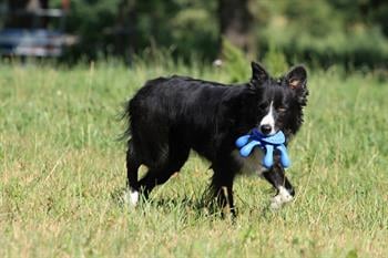 Kiwi Walker Parçalanmaz Yüzen Köpek Oyuncağı Ahtapot Maxi