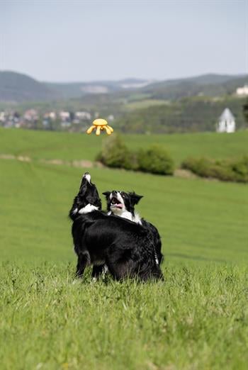 Kiwi Walker Parçalanmaz Yüzen Köpek Oyuncağı Ahtapot Mini
