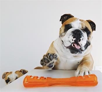 Outwardhound Bionic Opaque St Org Small Köpek Kemirme Oyuncağı