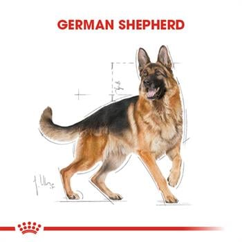Royal Canin German Shepherd Yetişkin Alman Kurdu Köpek Maması 11 Kg