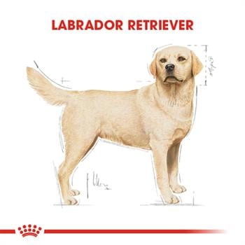 Royal Canin Labrador 12 Kg .