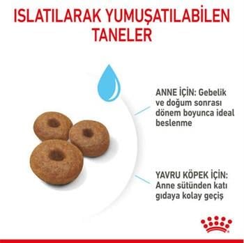 Royal Canin Maxi Starter Büyük Irk Anne ve Yavru Köpek Maması 15 Kg