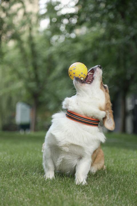 M-Pets Bloom Ball Oyun Topu Parçalanmaz Sarı/Gri