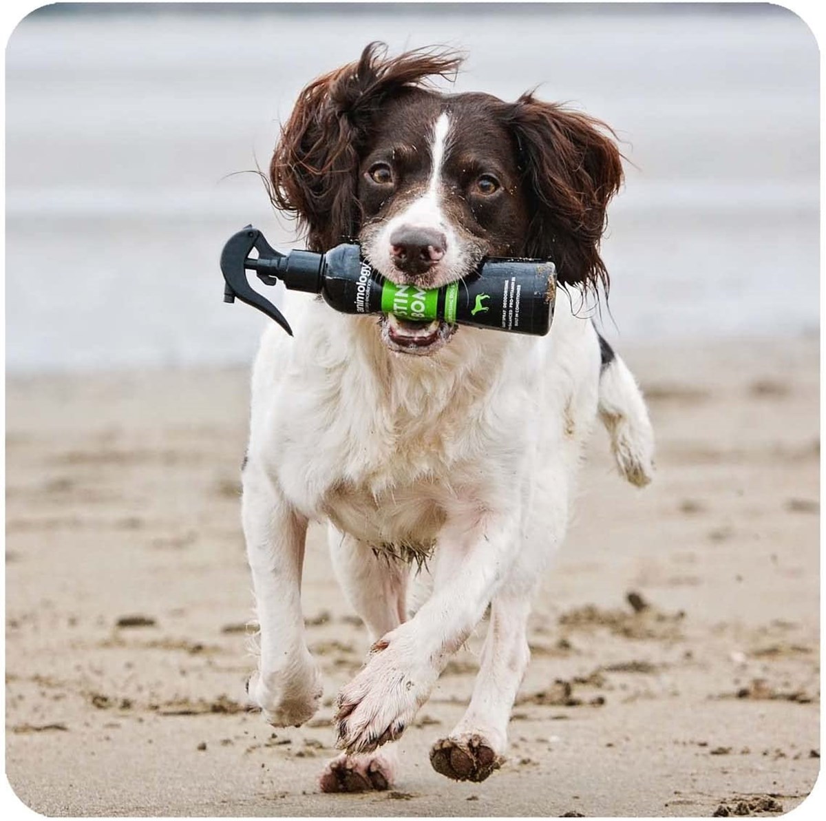 Animology Stink Bomb Spray Kötü Koku Giderici Köpek  Bakım Spreyi 250  ML - ASB250
