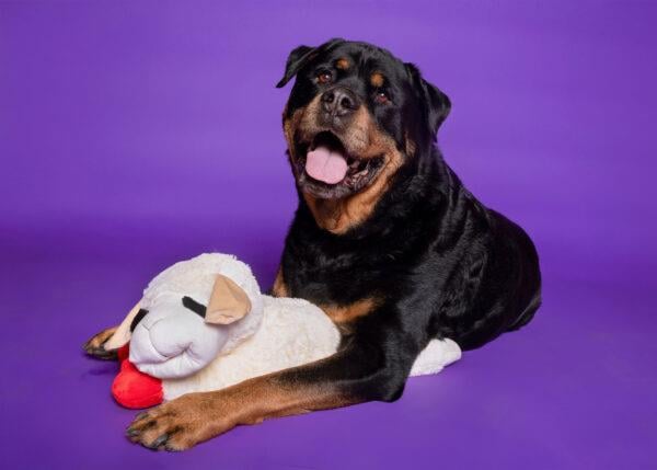Lambchop - Med - 48375