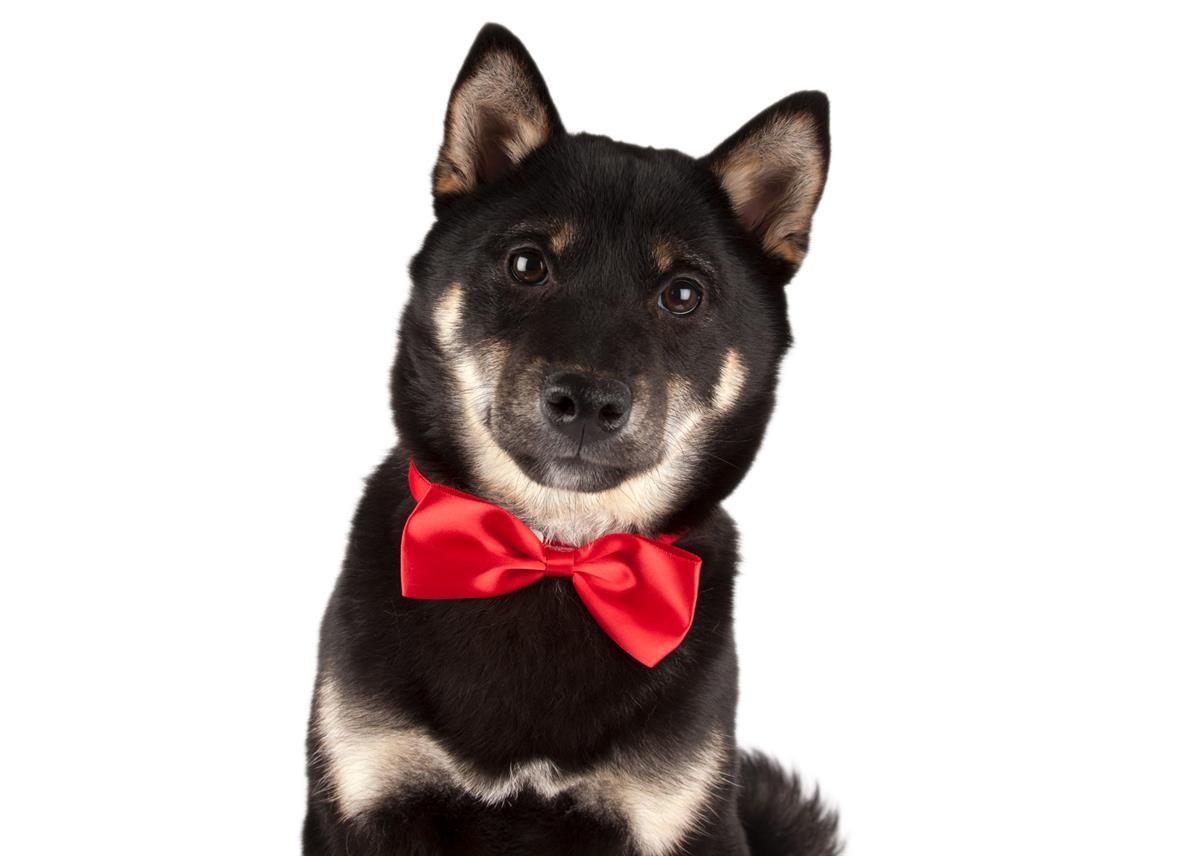show-tech-canine-costume-dickie-bows-m-9ae68f.jpg