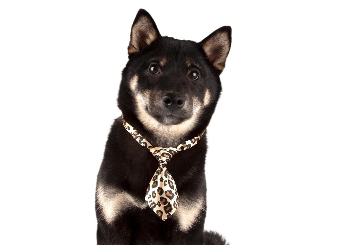 Show Tech Canine Costume Ties 10-pack Assorted - 65STE661