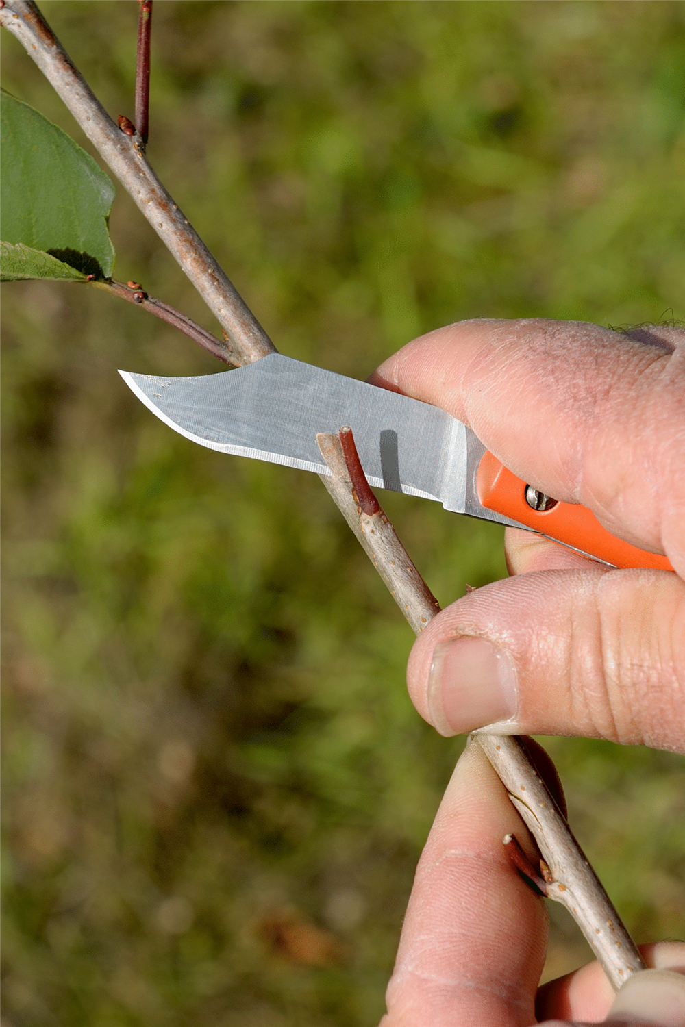 Bahco Aşı Bıçağı P11