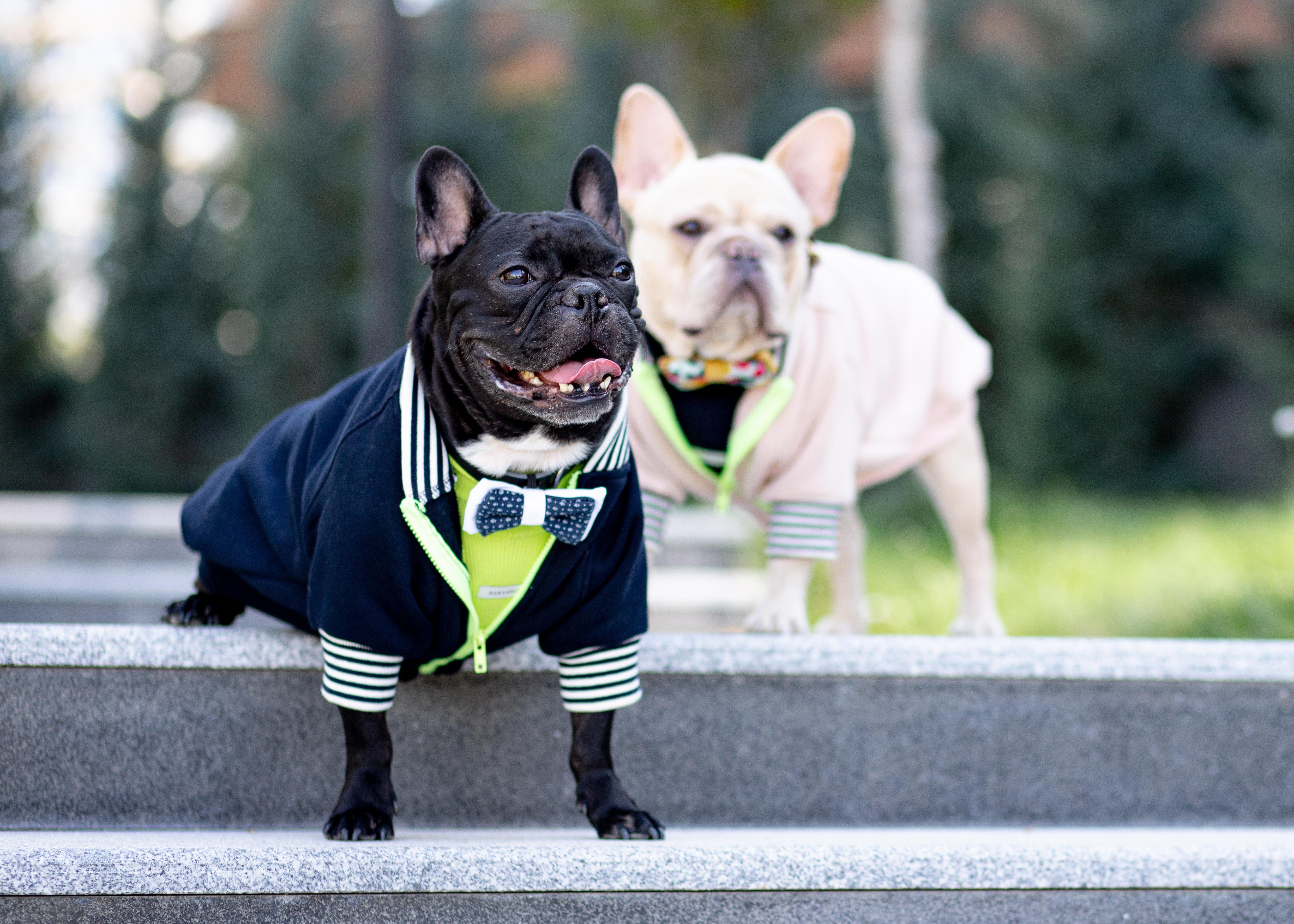 Asky and Erd Bomber Jacket | Midnight Blue Köpek Ceketi
