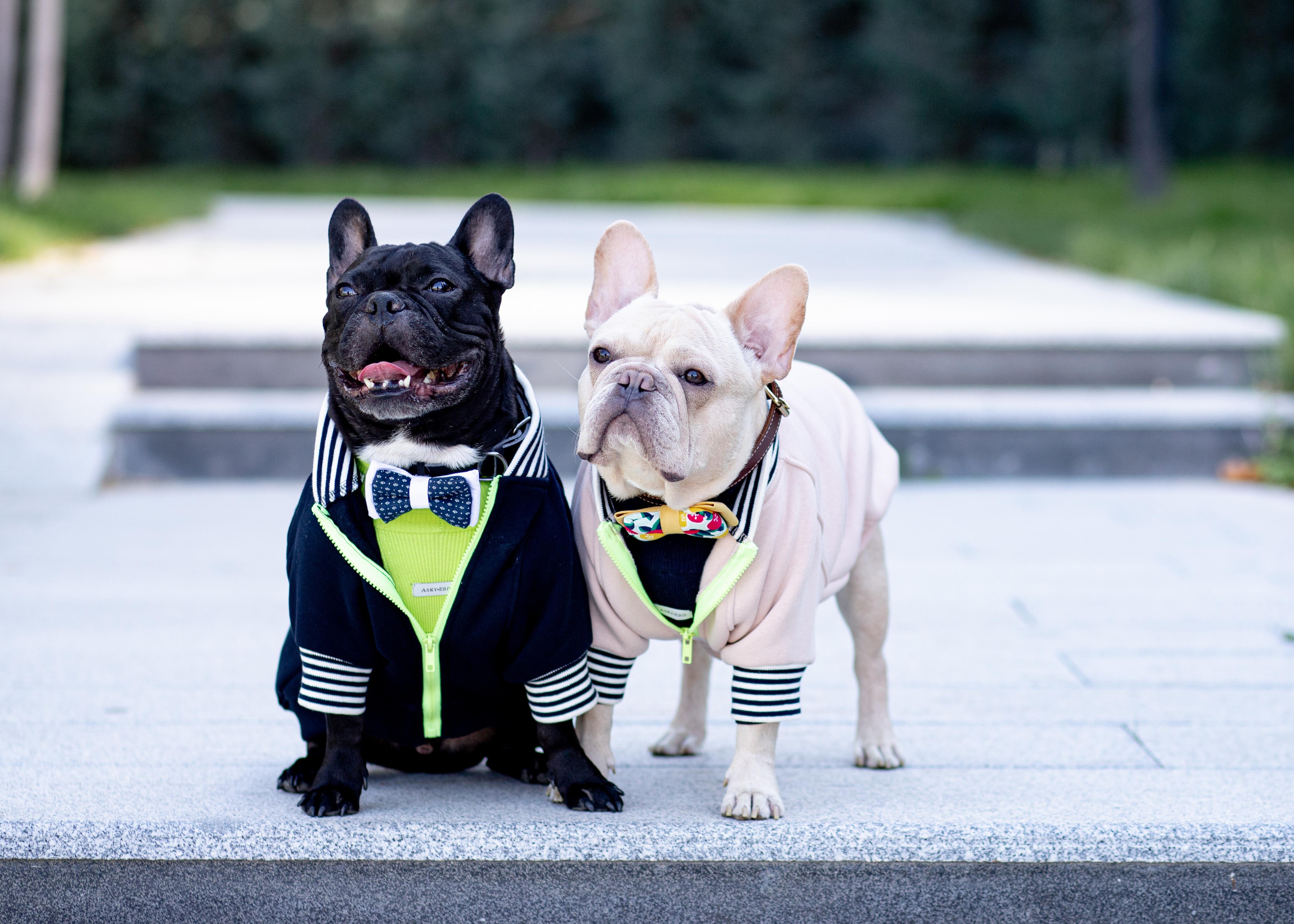 Asky and Erd Bomber Jacket | Vanilla Köpek Ceketi