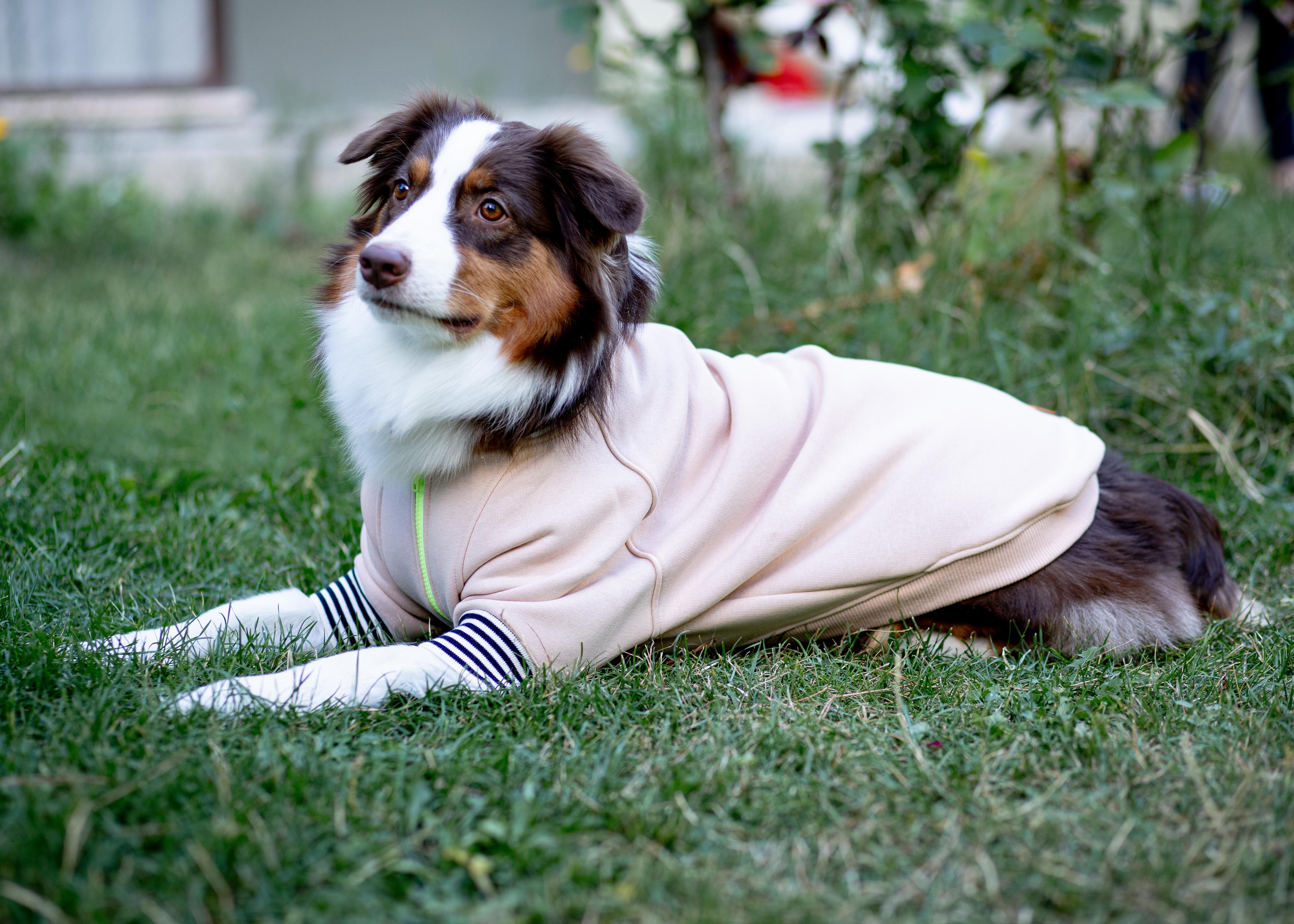 Asky and Erd Bomber Jacket | Vanilla Köpek Ceketi