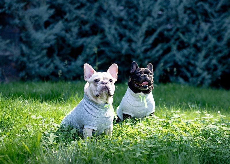 Asky and Erd Brooklyn Sweatshirt |Harbor Grey Köpek Sweatshirti