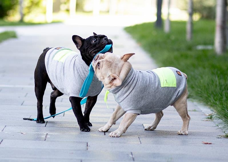 Asky and Erd Brooklyn Sweatshirt |Harbor Grey Köpek Sweatshirti