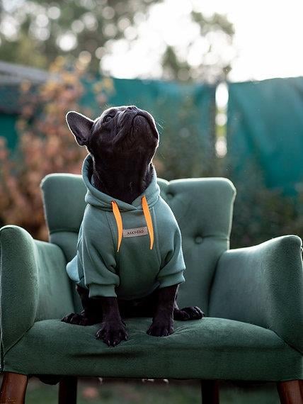 Asky and Erd Soho Hoodie | Ocean Green Köpek Sweatshirti