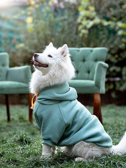 Asky and Erd Soho Hoodie | Ocean Green Köpek Sweatshirti