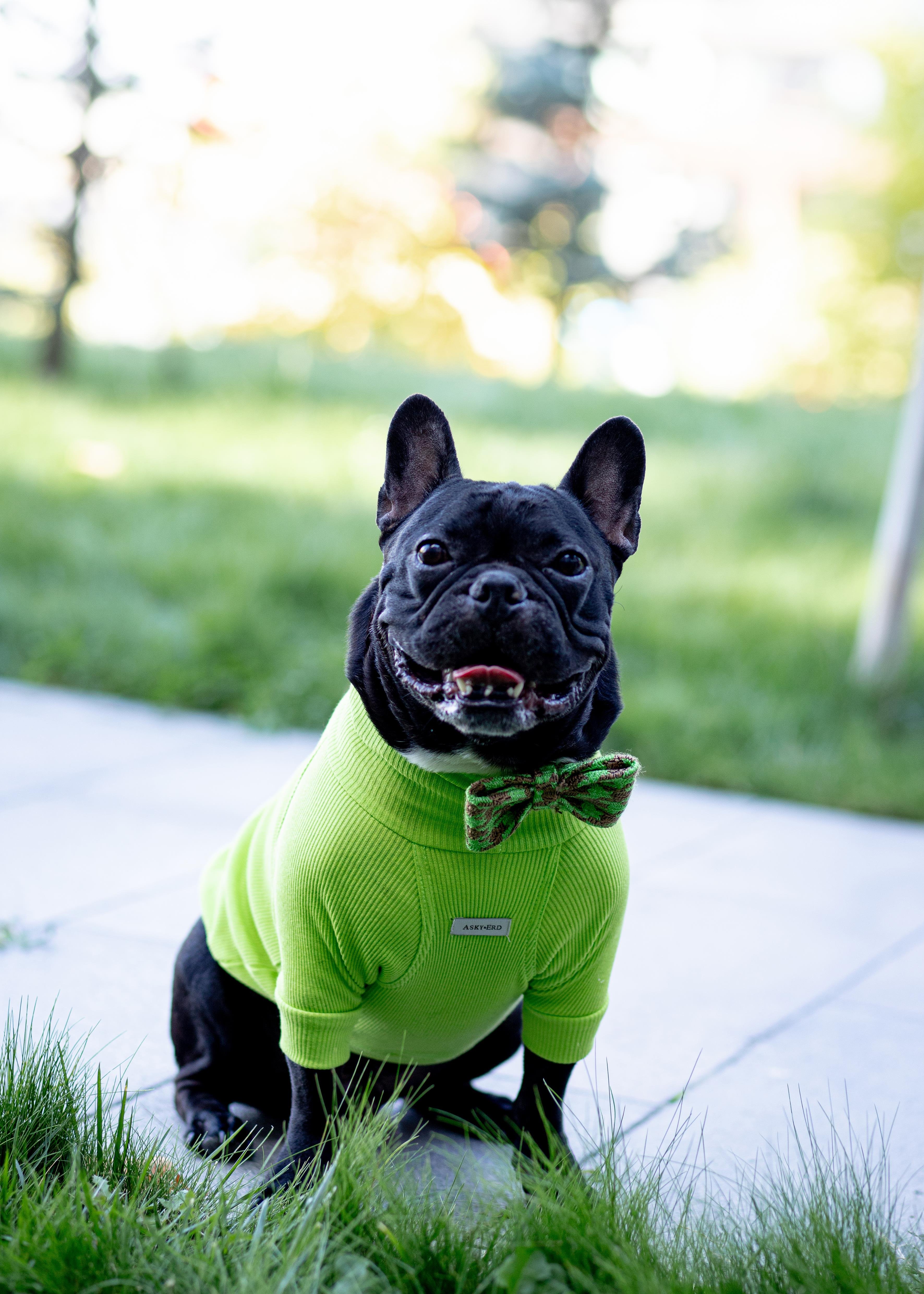 Asky and Erd Turtleneck Tshirt | Lime Köpek Sweatshirt