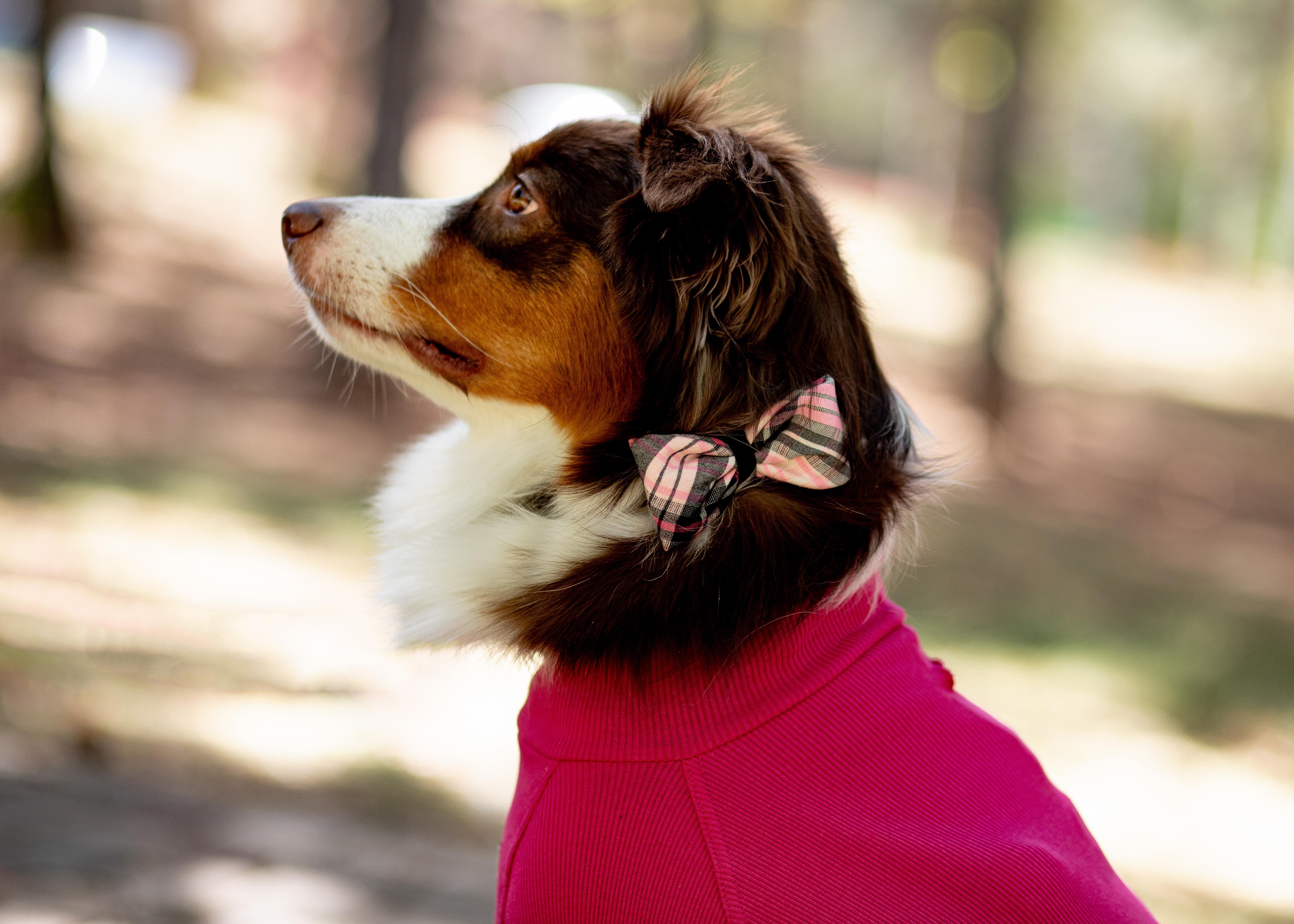 Asky and Erd Turtleneck Tshirt | Magenta Köpek Sweatshirt
