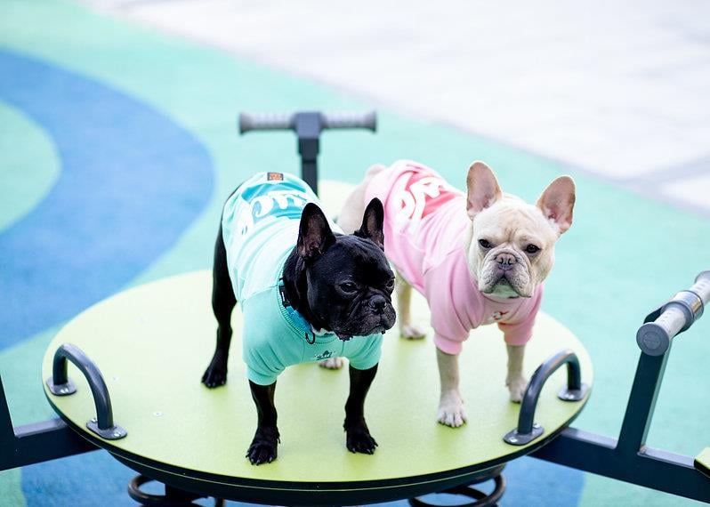 Asky and Erd Valentines Day Collection - Luck Köpek Sweatshirti