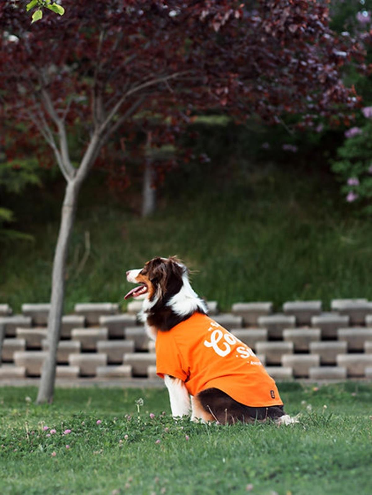 Asky Dog Köpek T-shirt