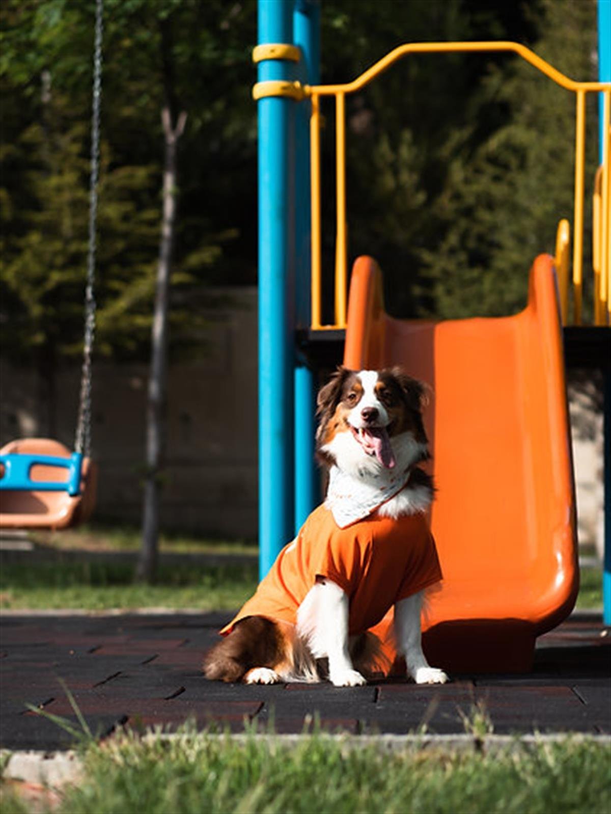 Asky Dog Köpek T-shirt