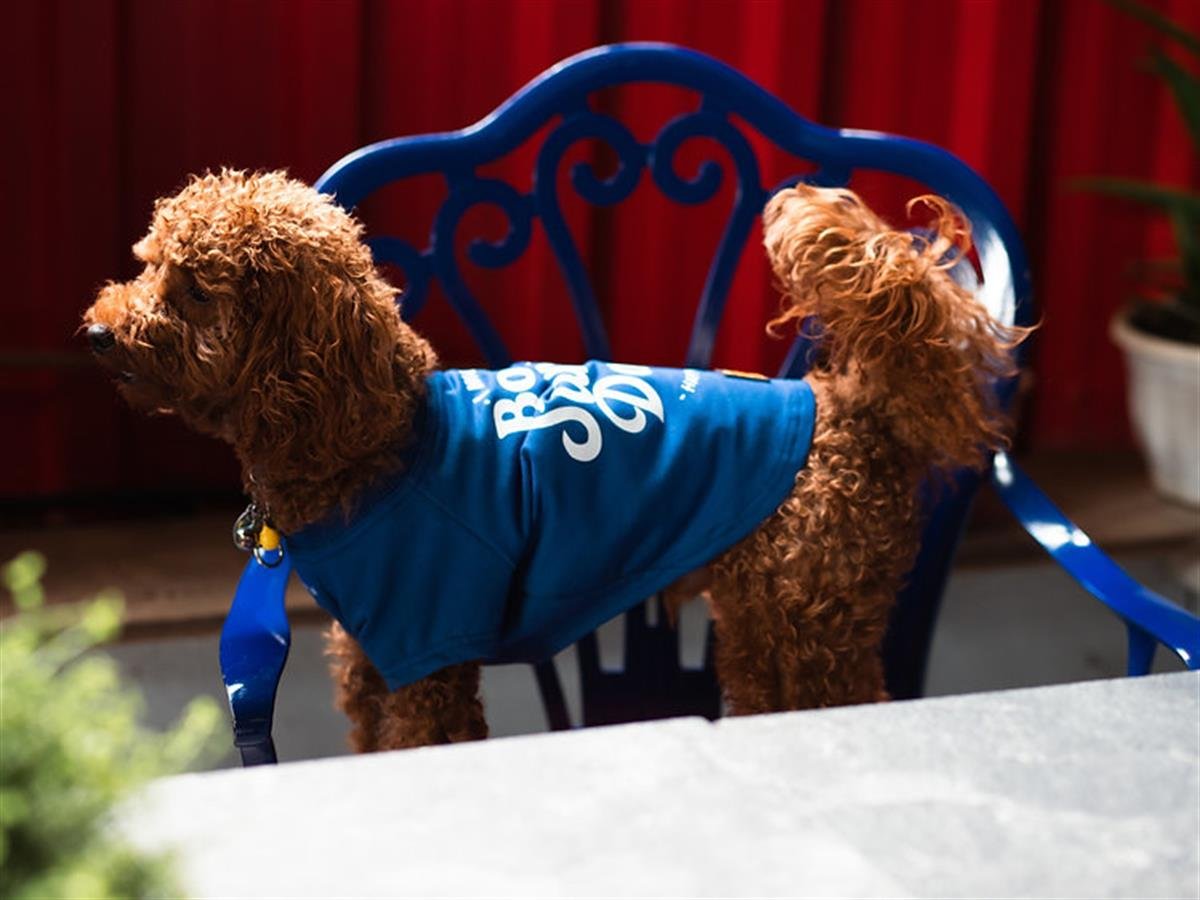 Asky Happy Dog Köpek T-shirt