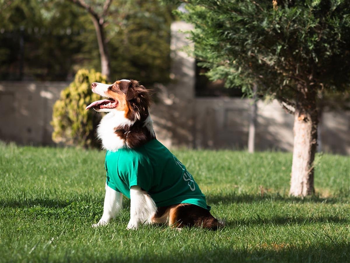Asky Surfer Dog Köpek T-shirt
