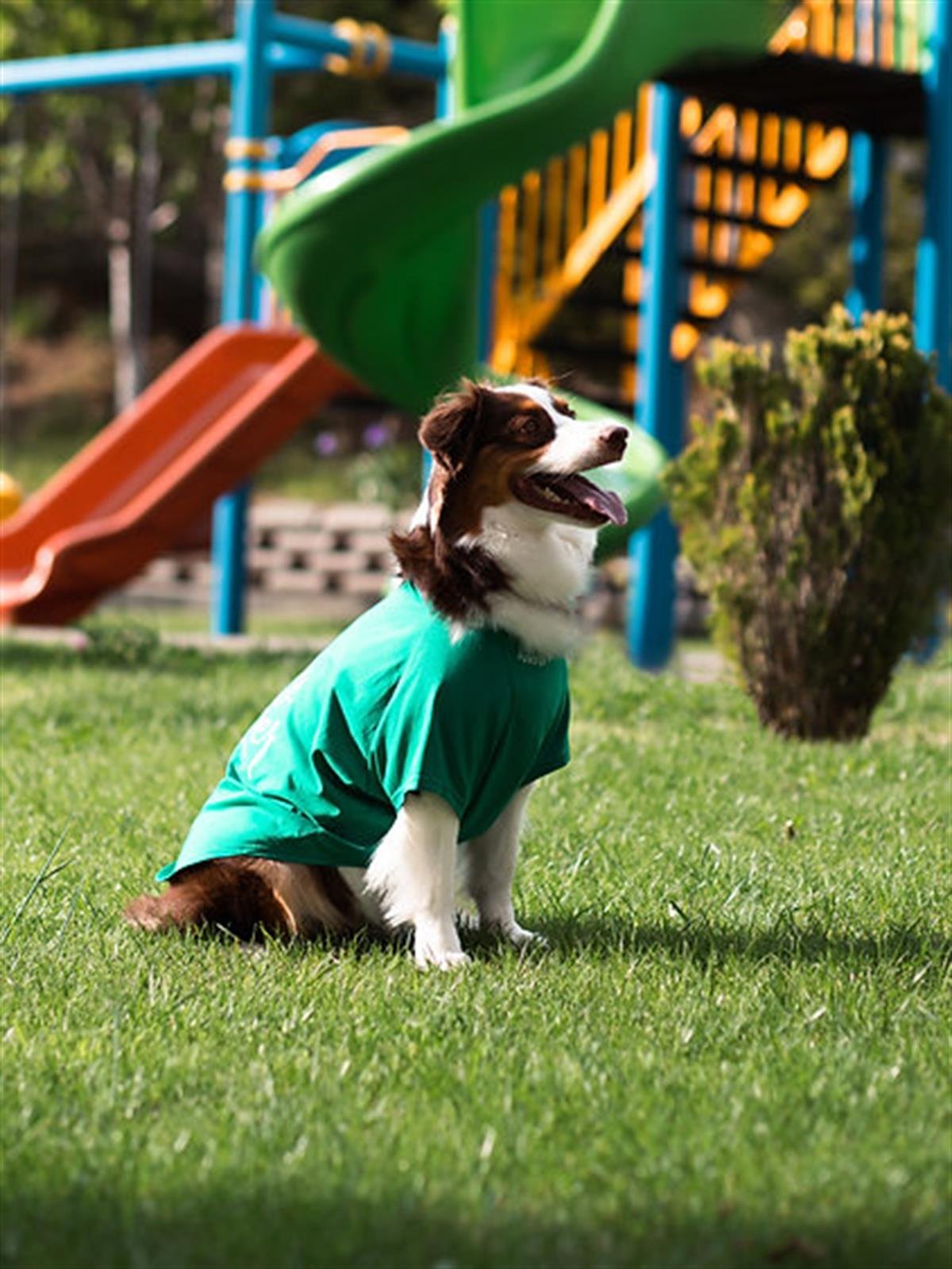 Asky Surfer Dog Köpek T-shirt