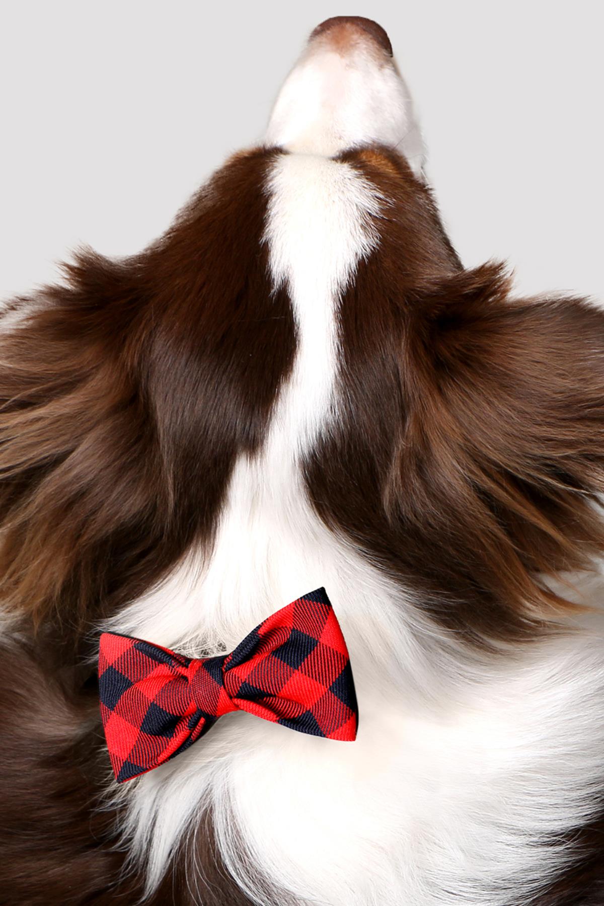 askyerd-bow-tie-college-kopek-papyon-8bb8-f.jpg