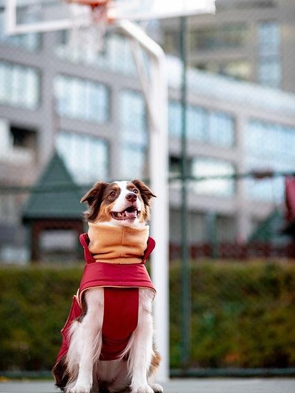 Asky&Erd Extreme Wheater Coat I Maroon Köpek Montu