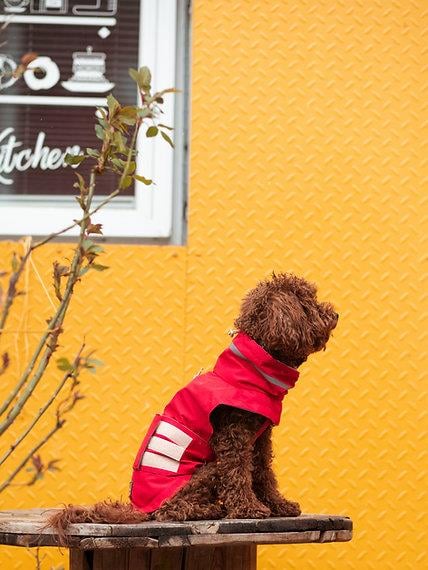 Asky&Erd Raincoat | Scarlet Red Köpek Yağmurluğu