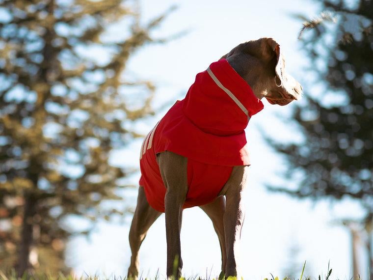 Asky&Erd Raincoat | Scarlet Red Köpek Yağmurluğu