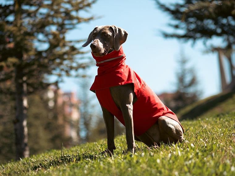 Asky&Erd Raincoat | Scarlet Red Köpek Yağmurluğu