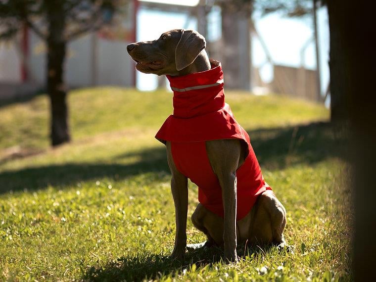 Asky&Erd Raincoat | Scarlet Red Köpek Yağmurluğu